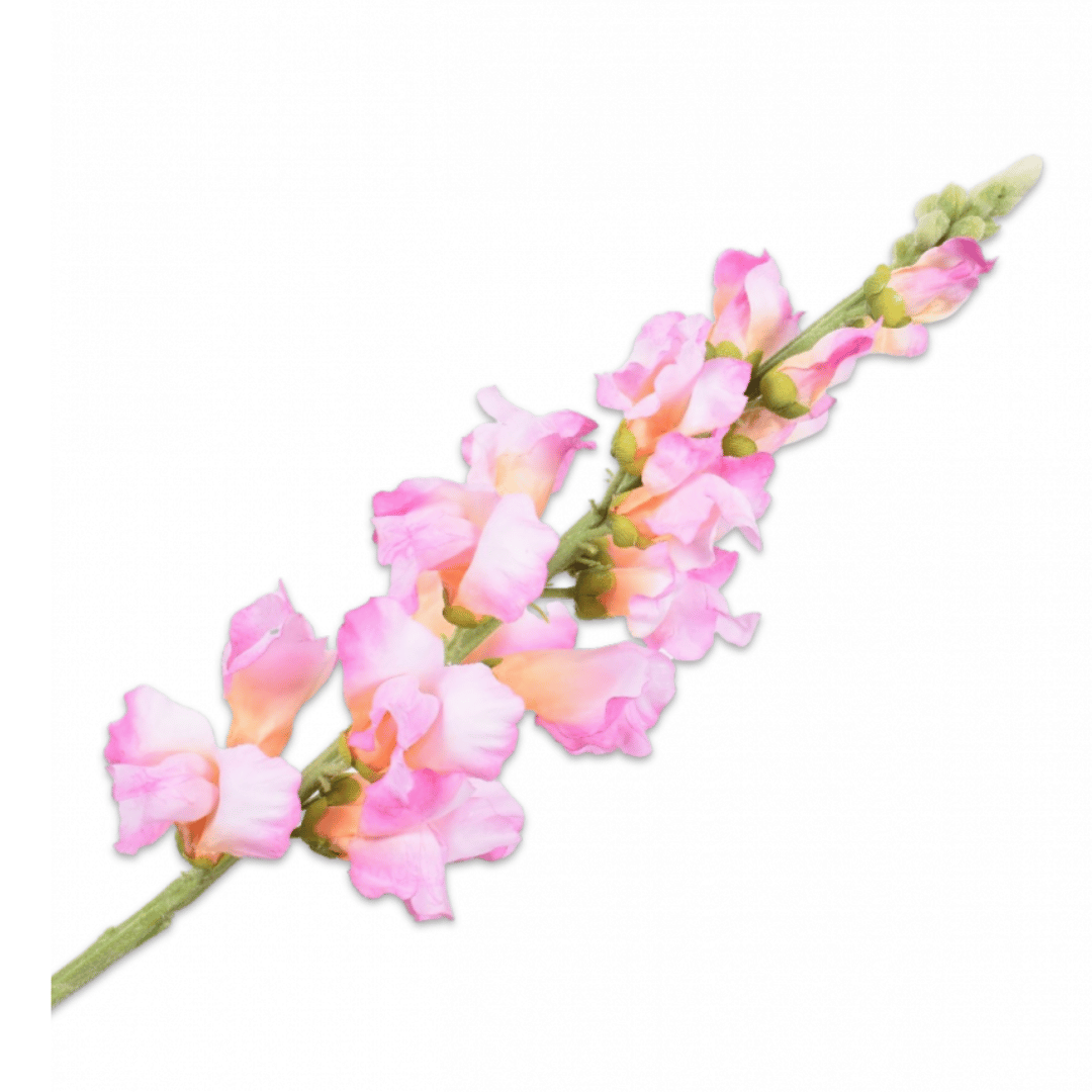 Billede af Silkeblomst Løvemund | Lilla | 81 cm