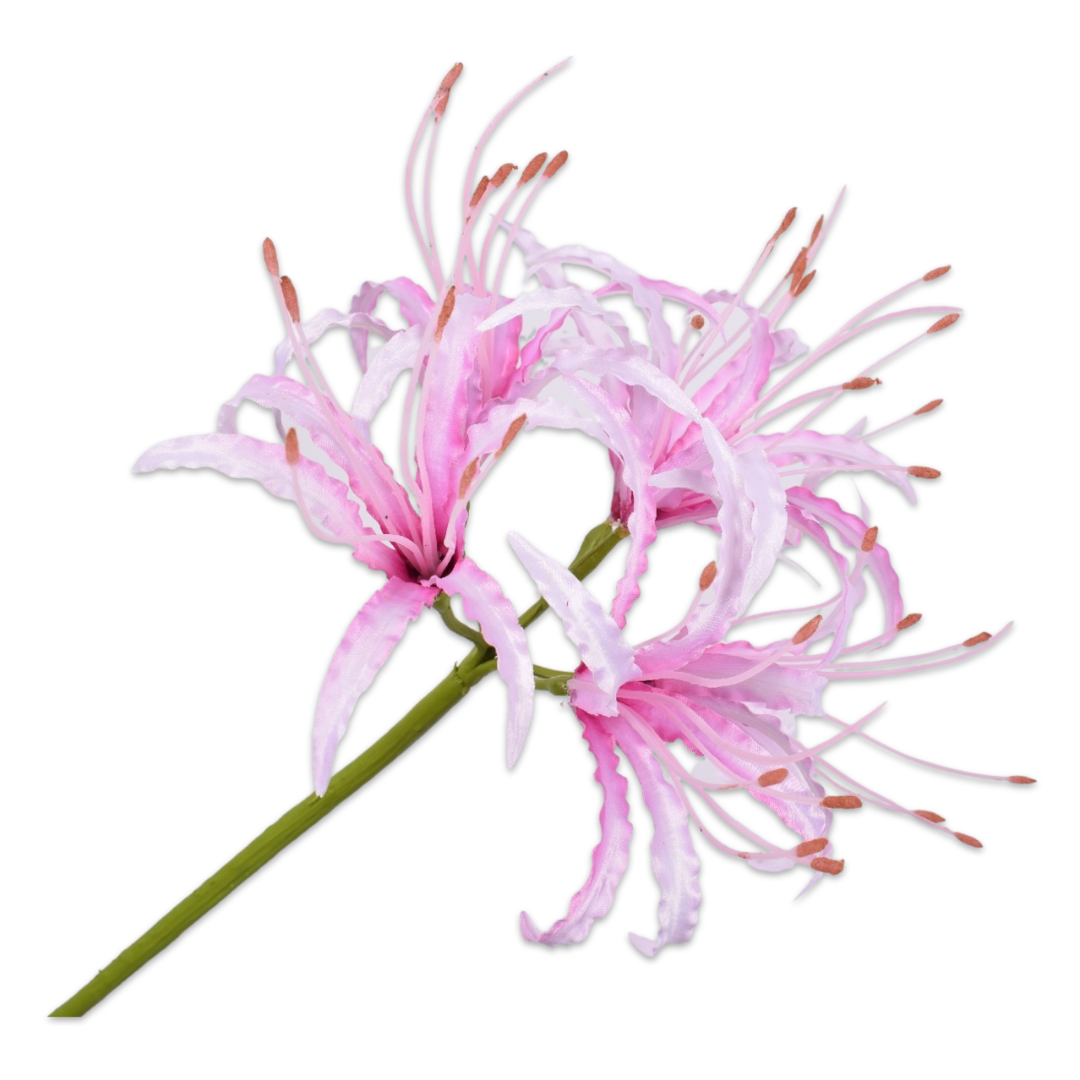 Billede af Silkeblomst Nerine | Pink | 90 cm